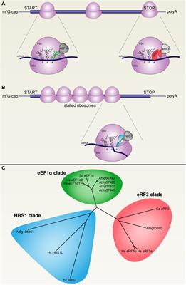 A Two-Headed Monster to Avert Disaster: HBS1/SKI7 Is Alternatively Spliced to Build Eukaryotic RNA Surveillance Complexes